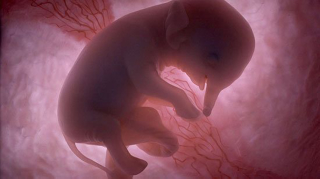 Illustration for article titled Outstanding images of animals inside the womb
